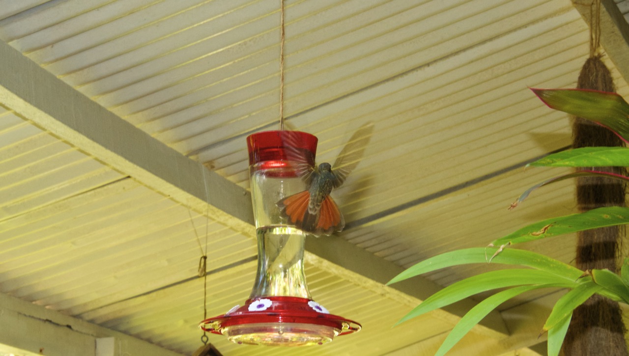 Hummingbird Flying Away.jpg