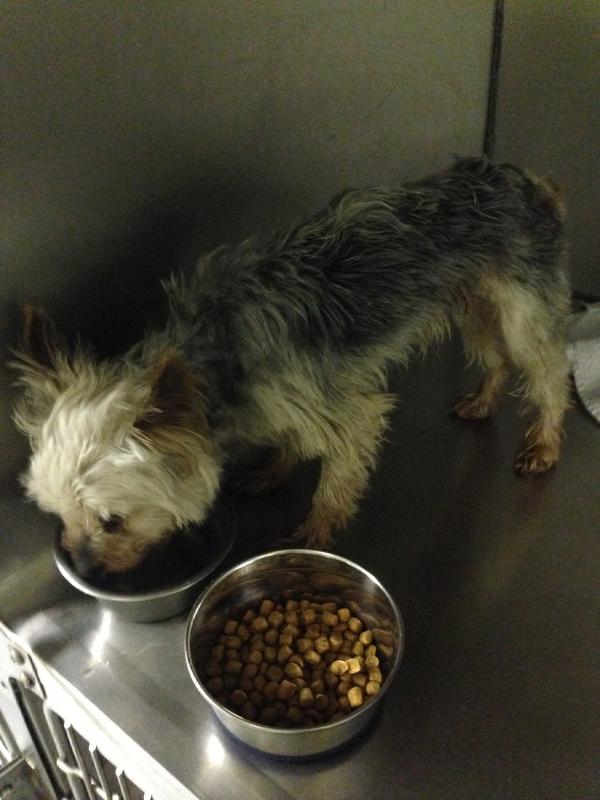 4 Year Old 3 Lb Neutered Male Yorkie