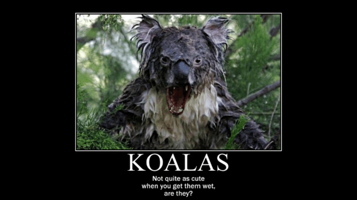 koala.jpg