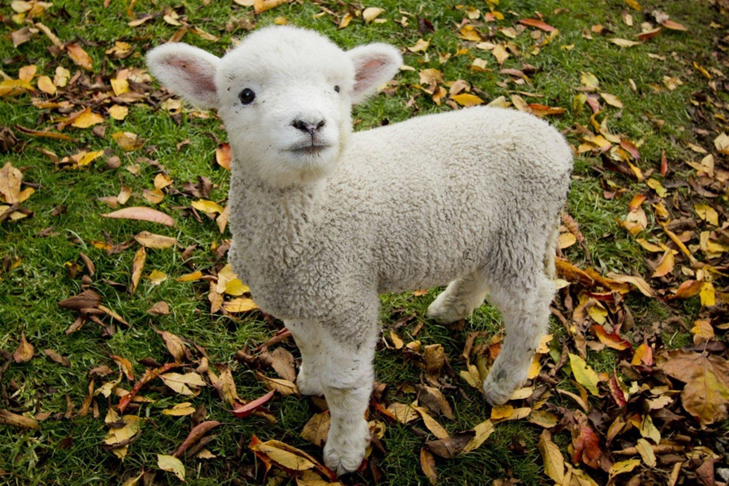 lamb.jpg