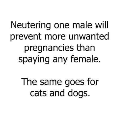 neuter.jpg