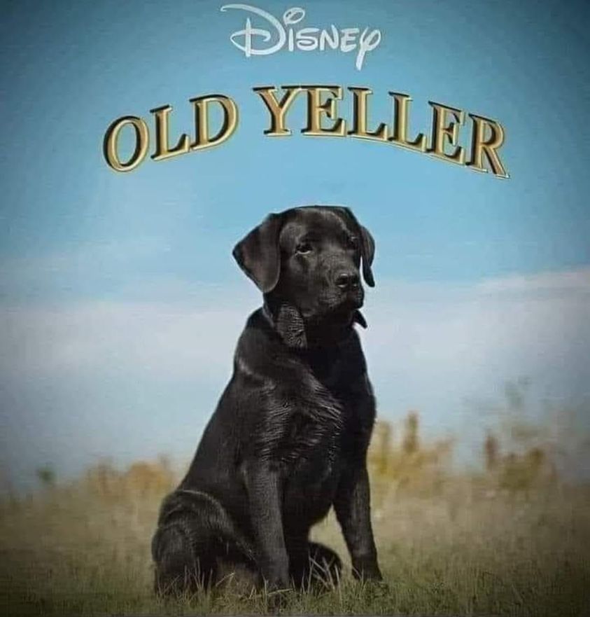 Old Yeller - woke.jpg