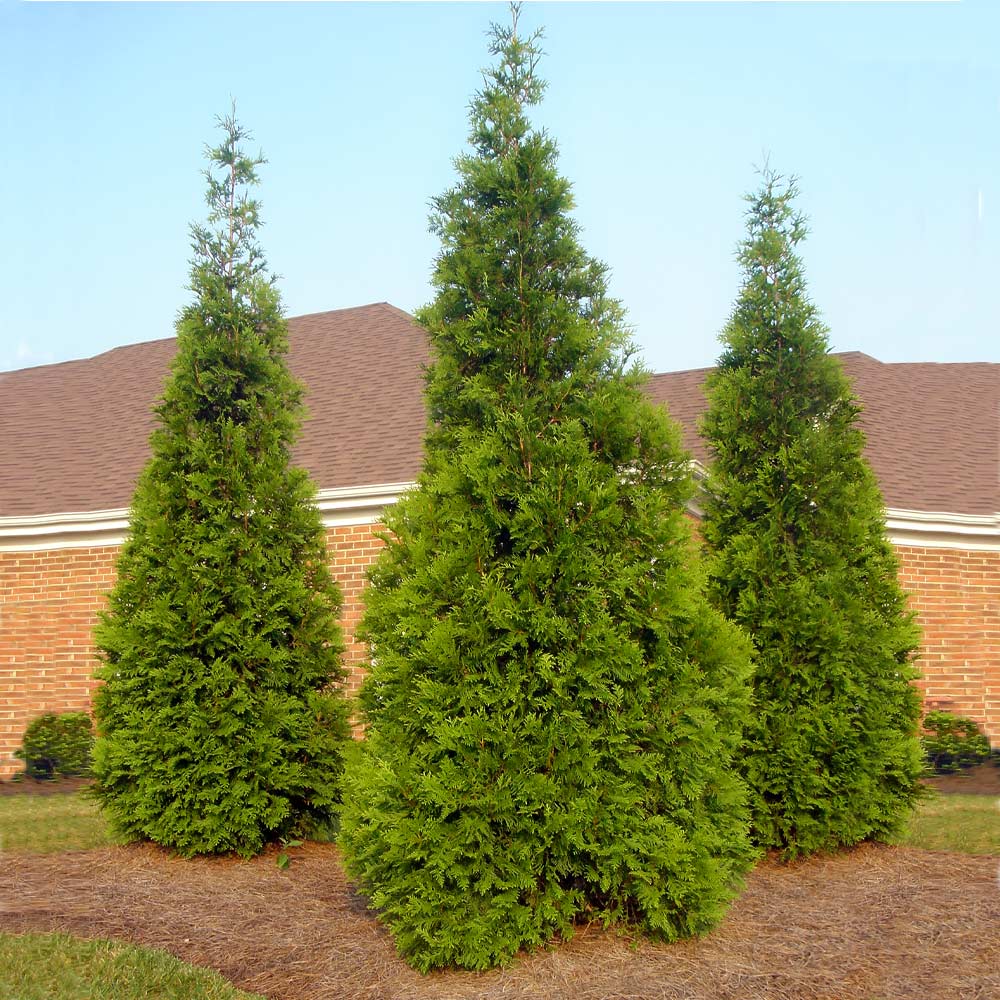 Thuja_Green_Giant_Tree_3_FGT.jpg