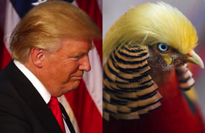 trump-bird.jpg