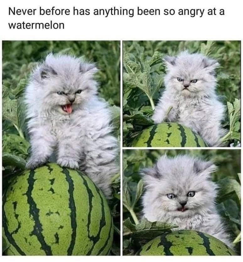 watermelon.jpg