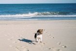 beachbumbeagle04b.jpg