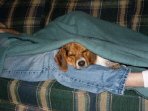 tiredbeachbumbeagle0bx04b.jpg