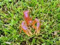 crayfish-turf_sm.jpg