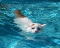 swimming cat.jpg