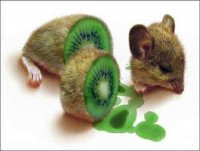 mouse_kiwi.jpg