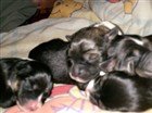 puppies 1.jpg