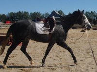 Sadie lunging w.JPG