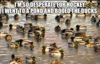 Boo The Ducks.jpg