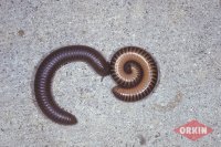 millipedes-chicobolus-spinigerus-narceus-americanus-buss_488x323.jpg