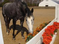 Sadie smelling flowers 2 small.JPG