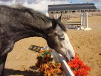 Sadie smelling flowers small.JPG