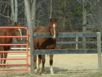 horse at fence small.JPG