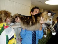 ny-maine-coon3.jpg