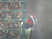 Woodpecker 002.jpg