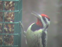 Woodpecker 008.jpg