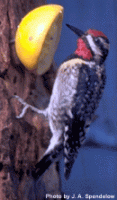 yellow bellied sapsucker.gif