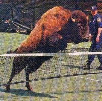 jumping buffalocompressed.jpg