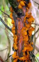 Cedar apple rust.jpg