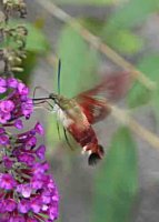 hummingbird_moth.jpg