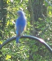 bluebirds3.JPG