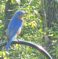 bluebirds4.JPG