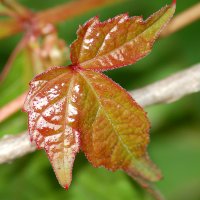 young_red_boston_ivy_leaf.jpg