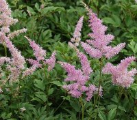 3323%20astilbe.jpg