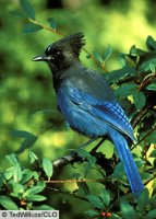 stellerjay.jpg