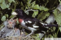 rose breasted grosbeak.jpg