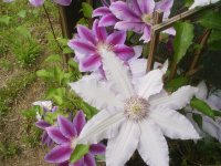 clematis.JPG