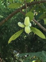 pawpaw1.jpg