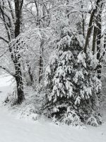 snow 1-3-22 2.jpg