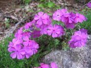 moss phlox.jpg