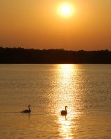 Sunset with Swans small.jpg