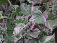 ipomoea_-_variegated_sweet_potato_vine_640.jpg