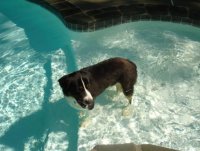 Herc in Pool.jpg