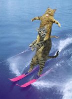 cat%20water%20ski_small.jpg