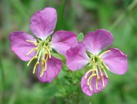 maryland meadow beayty.jpg