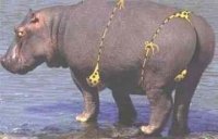 hippothong.jpg