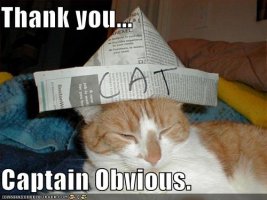 funny-pictures-cat-has-obvious-hat.jpg