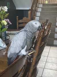 africangrey.jpg