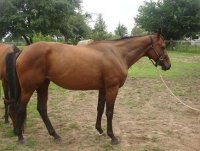 Bay mare 4 yr.JPG