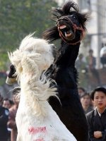 horsefighting2.jpg