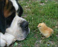 St Bernard & chick.jpg