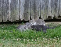 IMG_8351Cats.jpg